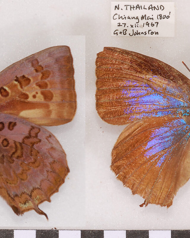 Large Oakblue