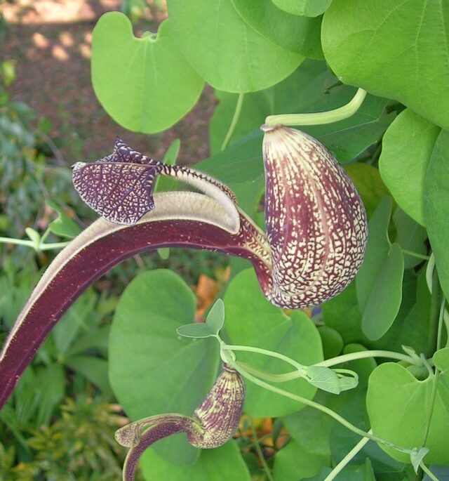 Aristolochia ringens