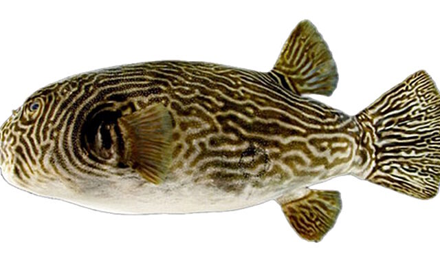 Multilined Puffer