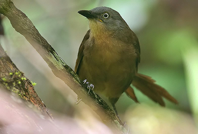 අළු දෙමලිච්චා
