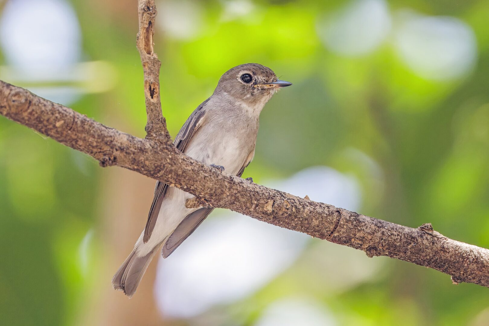 பழுப்பு ஈப்பிடிப்பான்