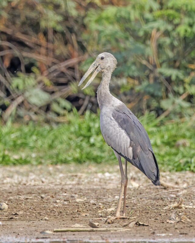 Asian Openbill