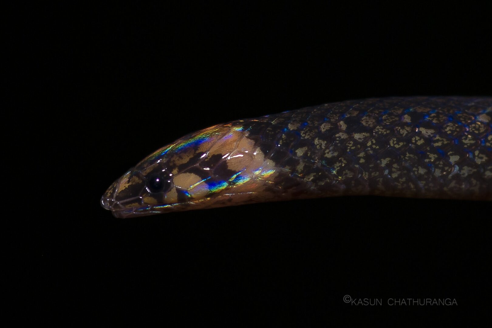 කුඩා මැඩිල්ලා