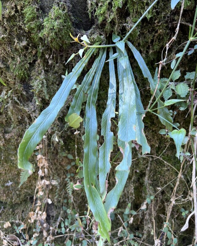 Asplenium ensiforme