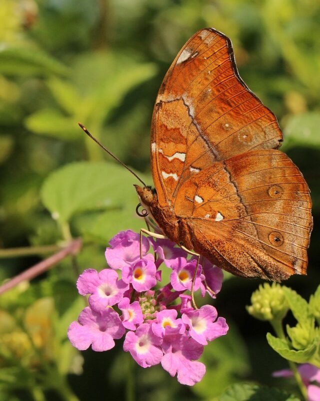 රඹවන් කොළයුරුවා