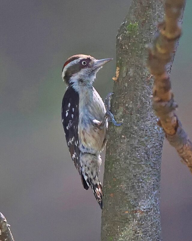 Brown-Capped Pygmy Woodpecker