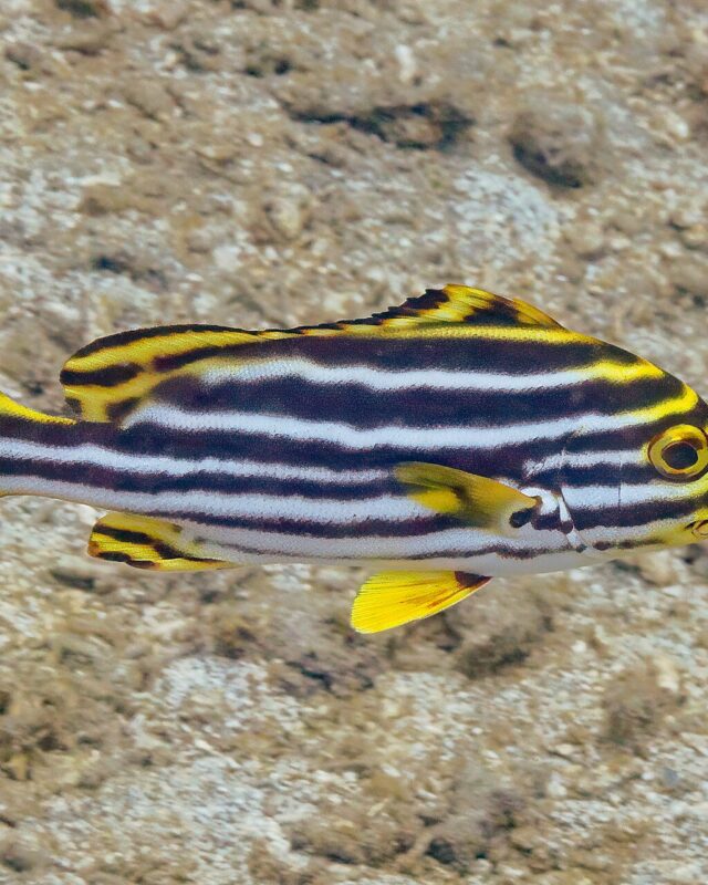 Oriental Sweetlips