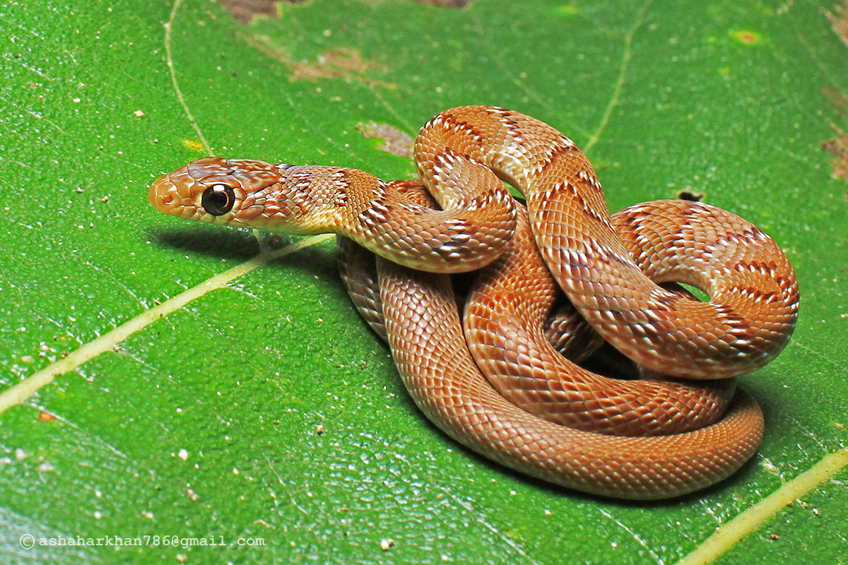 Russell’s Wolf Snake