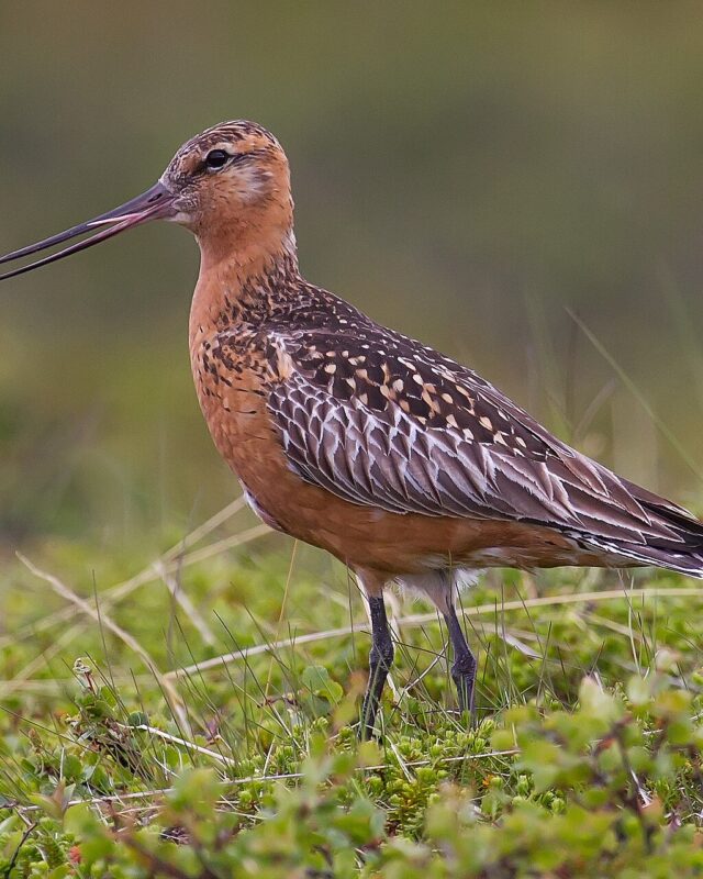 Bar-Tailed Godwit
