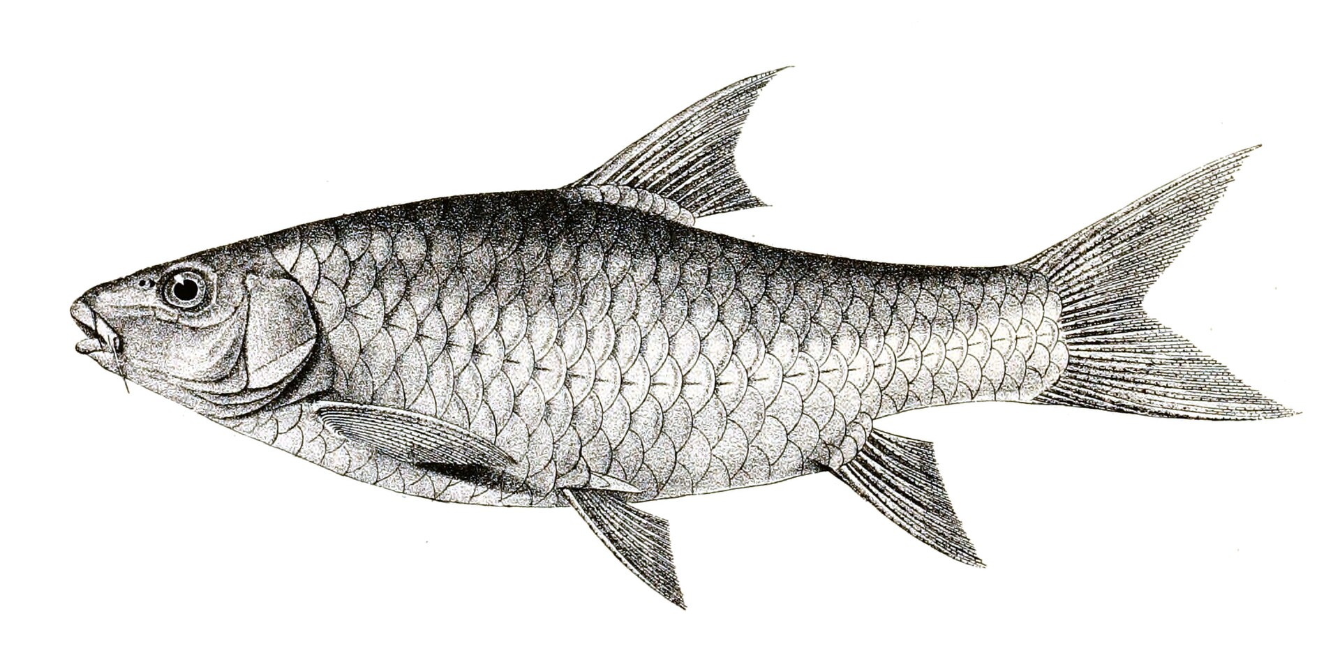 Deccan Mahseer