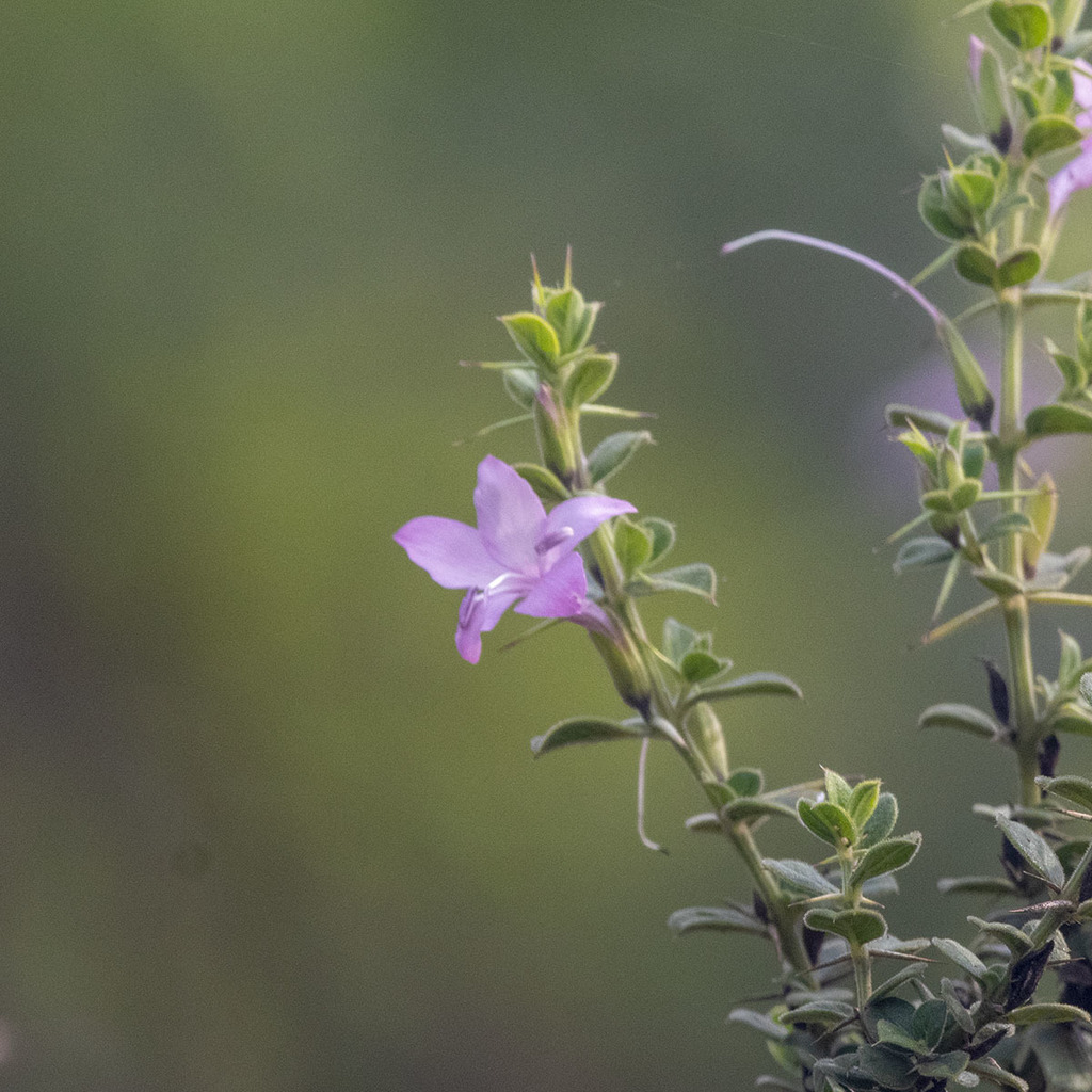 Barleria buxifolia