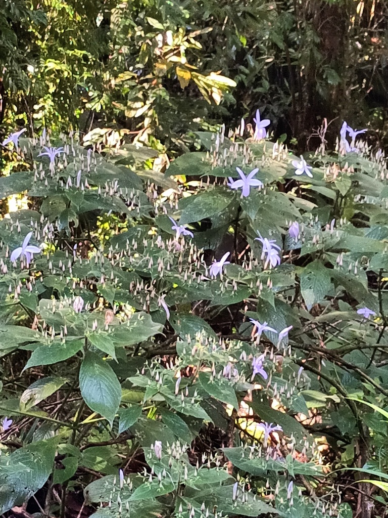 Barleria vestita