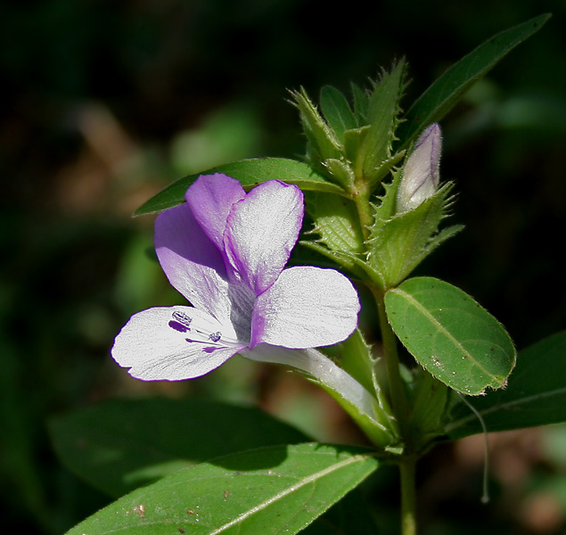 Philippine Violet