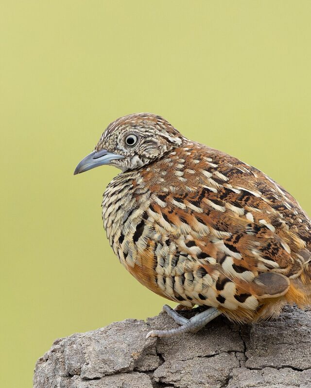 Barred Buttonquail
