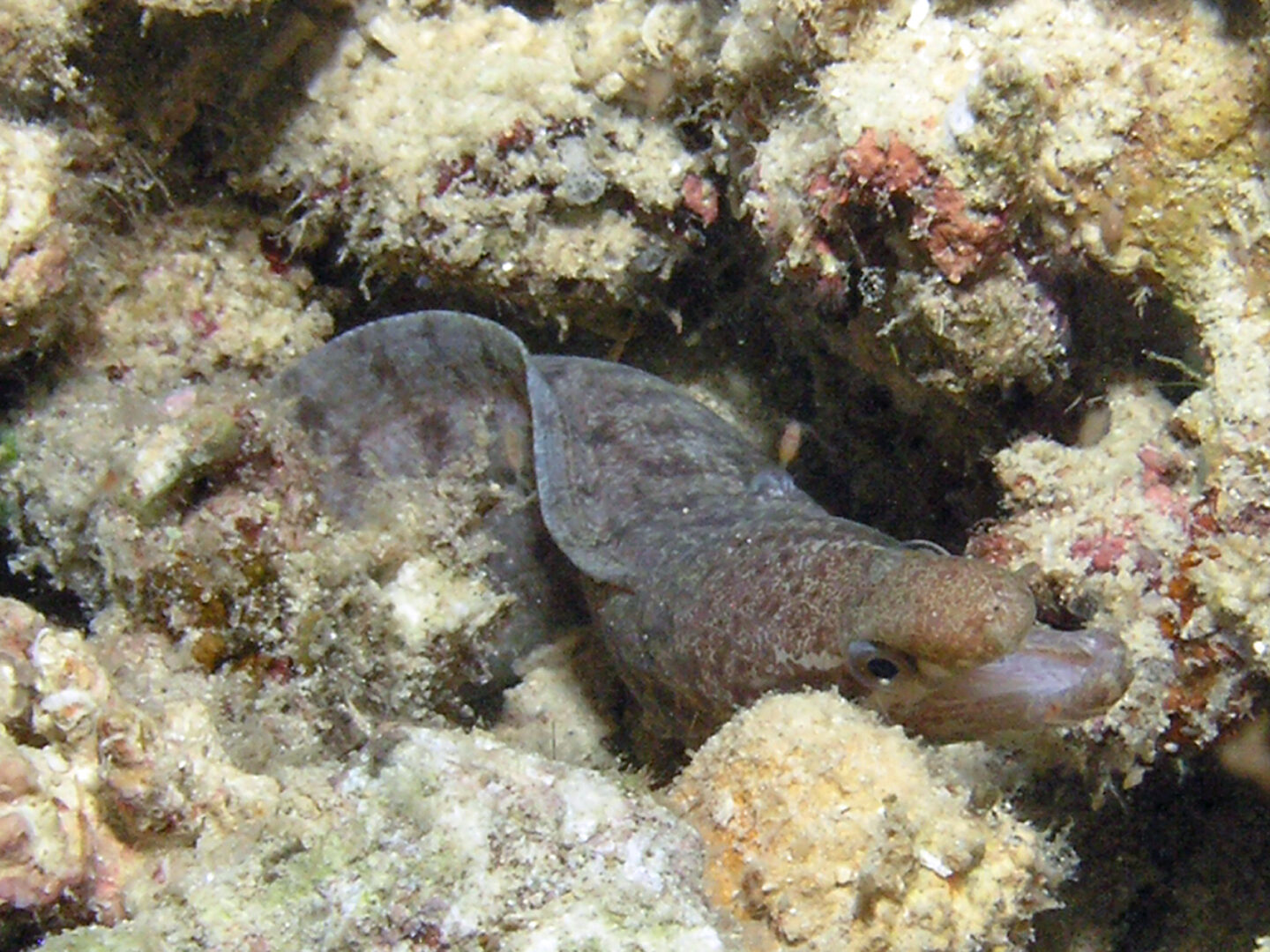 Barred-Fin Moray