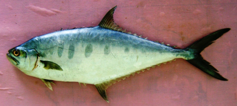 Barred Queenfish