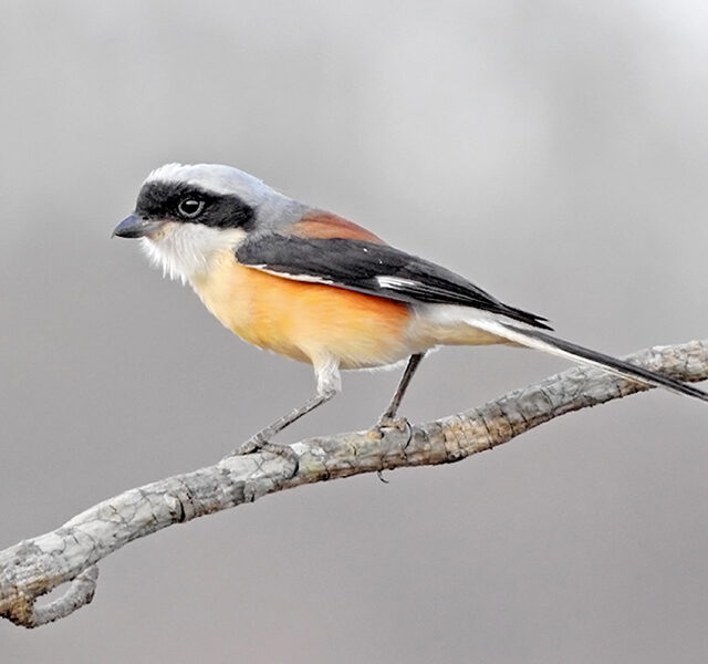 Bay-Backed Shrike