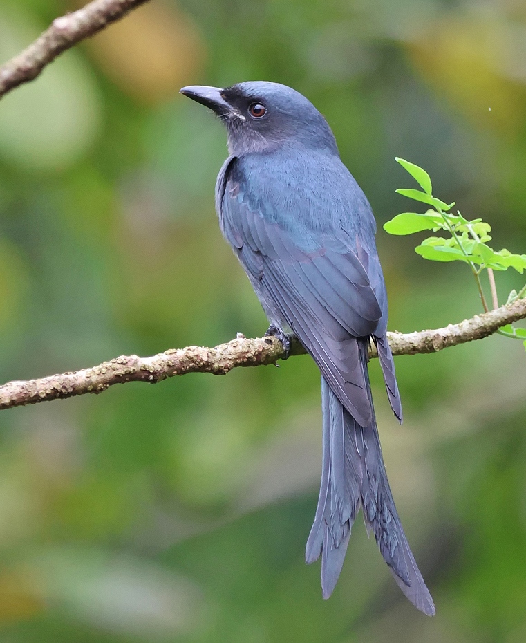 කළු කවුඩා