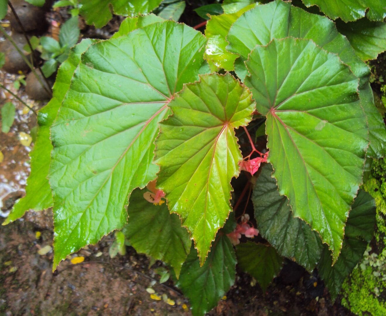 Begonia malabarica
