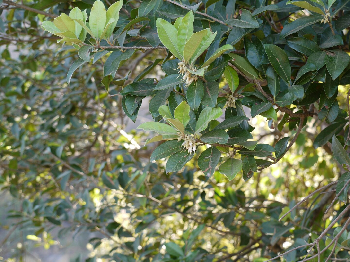 Indian Bully Tree