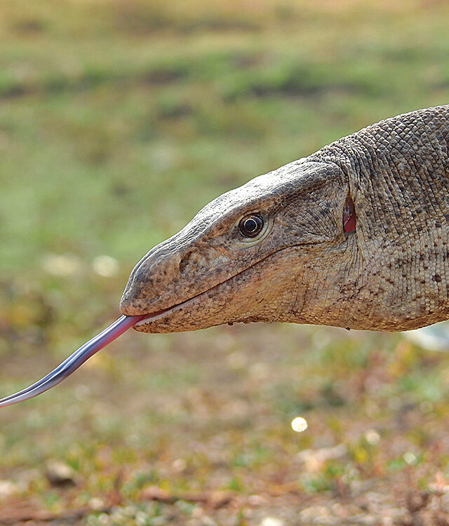 තලගොයා