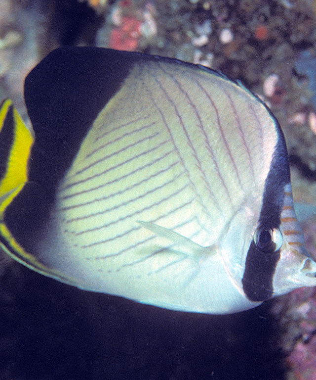 Indian Vagabond Butterflyfish