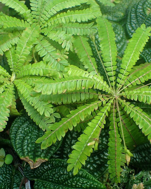Little Tree Plant