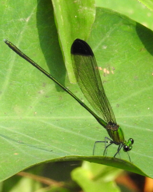 Black-Tipped Flashwing