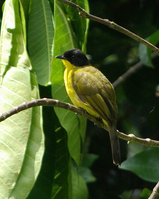 Black-Capped Bulbul
