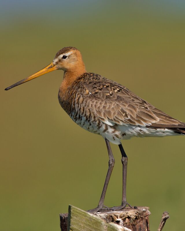 Black-Tailed Godwit