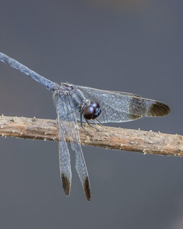 Charcoal-Winged Percher
