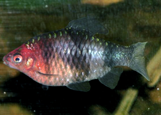 බුලත් හපයා