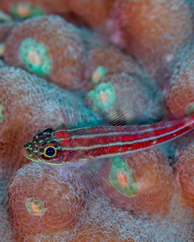 Striped Triplefin