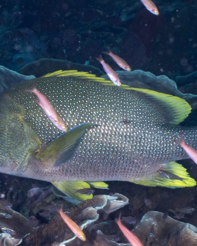 Speckled Snapper