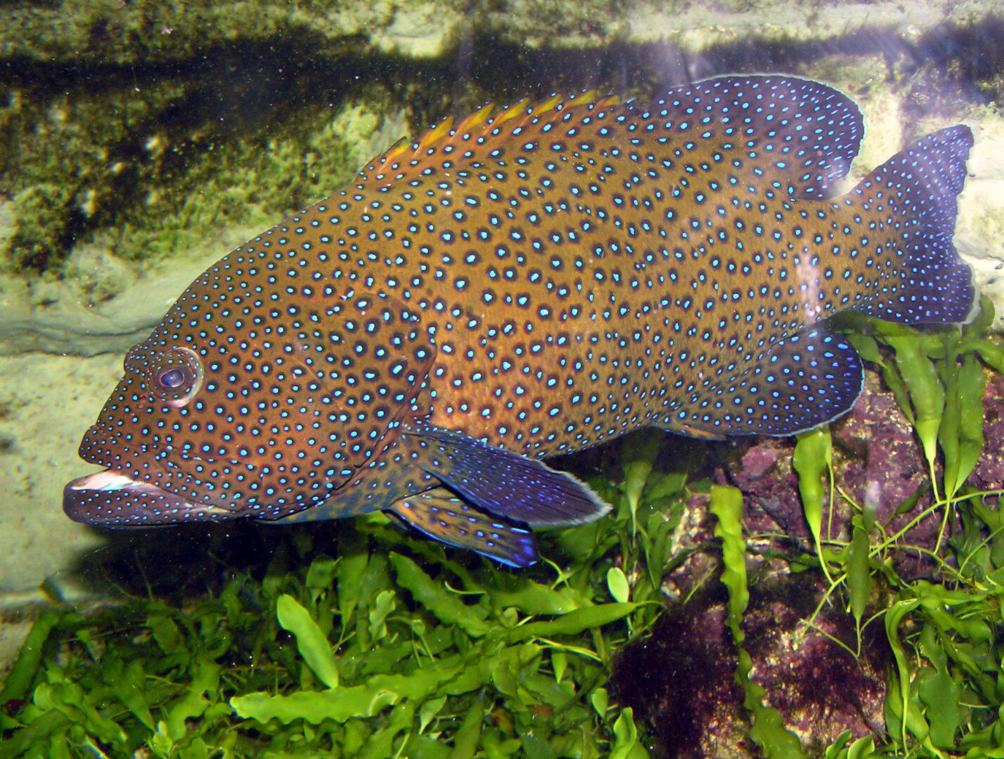 Peacock Grouper