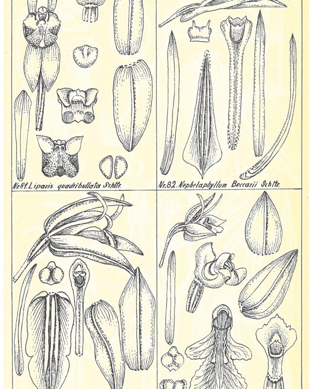 Stichorkis gibbosa