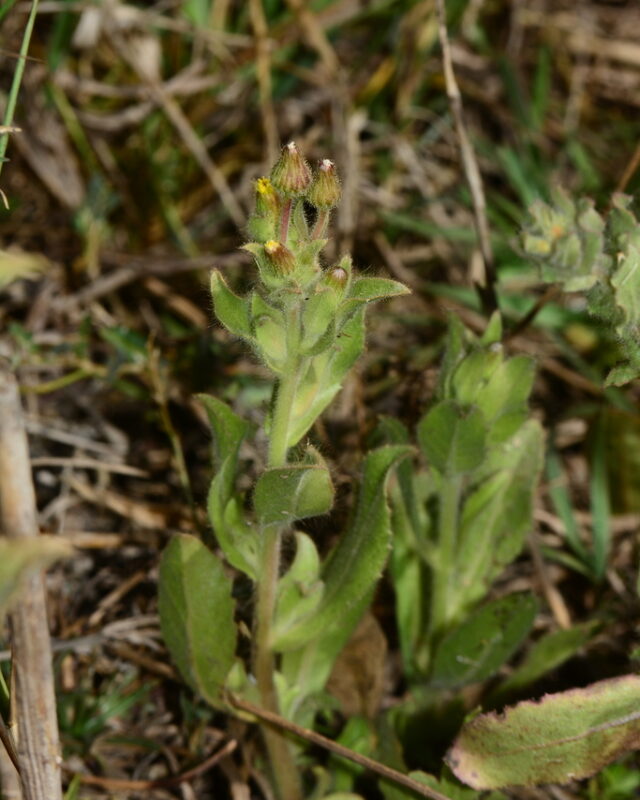 Blumea bifoliata