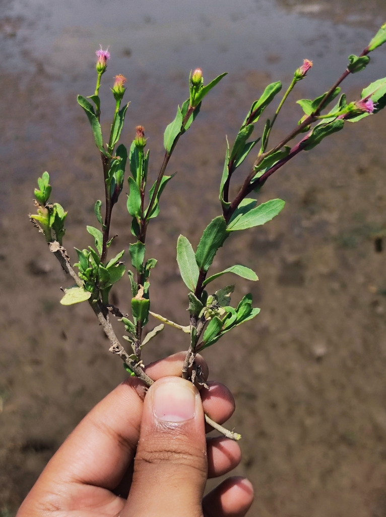 Blumea obliqua