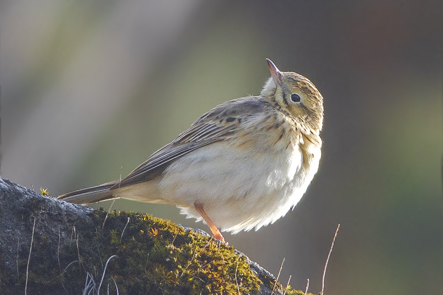 Blyth’s Pipit
