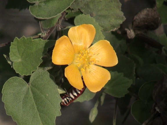 Indian Mallow
