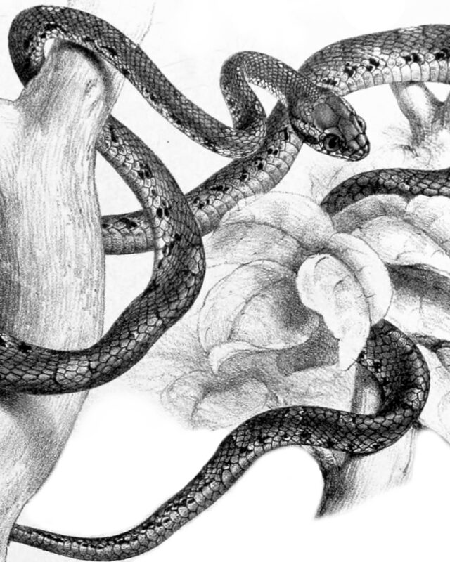 පදුරු මාපිලා