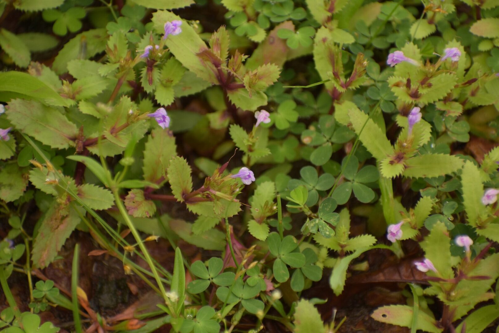 Fringed Lindernia