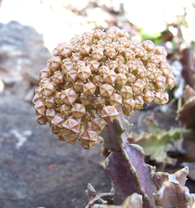 Boucerosia umbellata