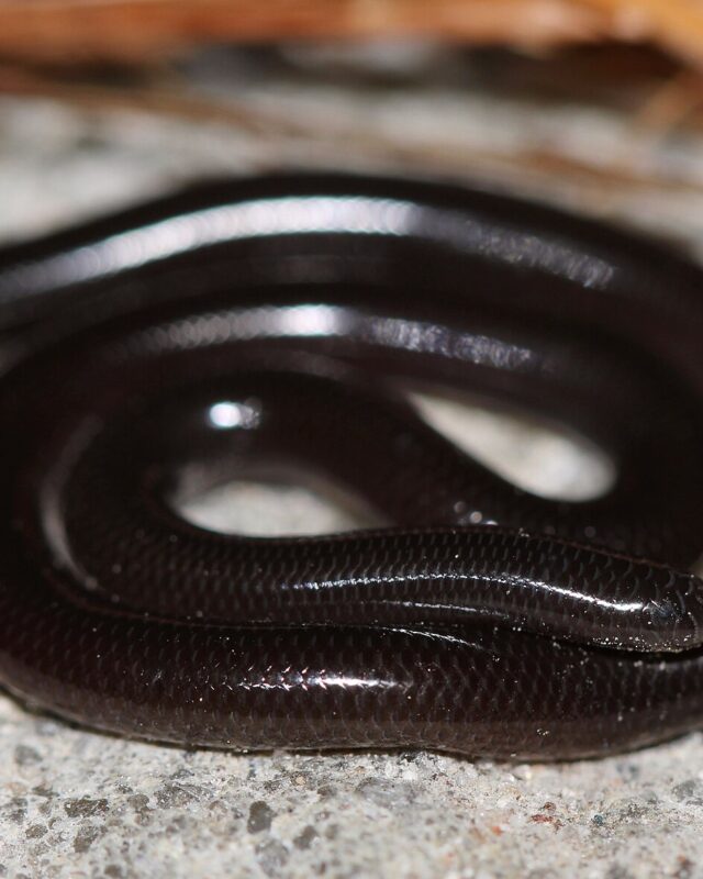 Brahminy Blindsnake