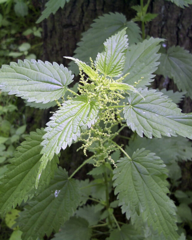 Great Stinging Nettle