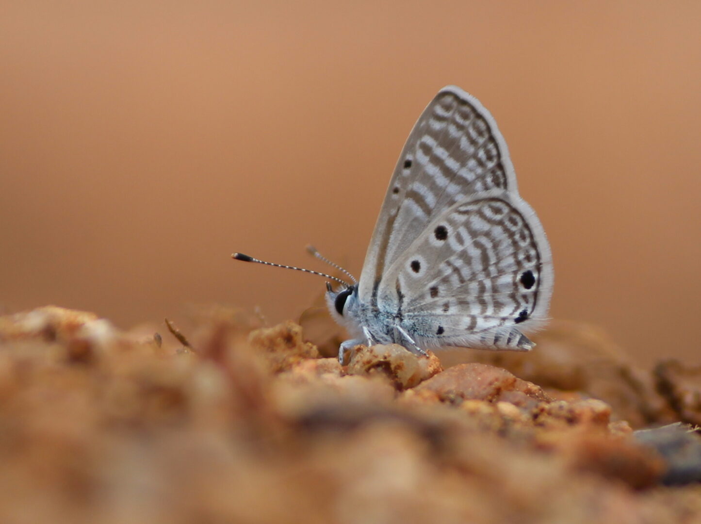 Bright Babul Blue
