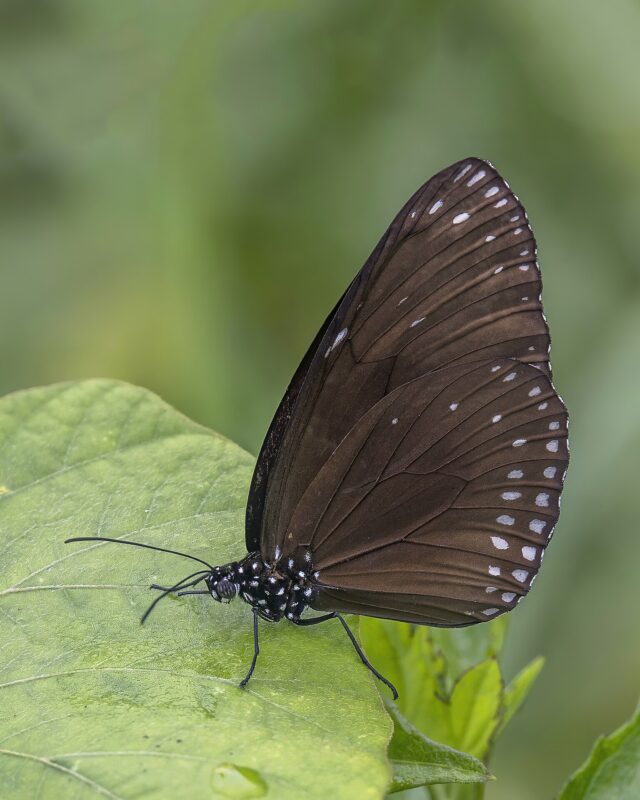 Brown King Crow Butterfly