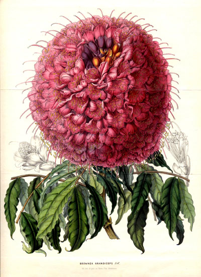 Rose Of Venezuela