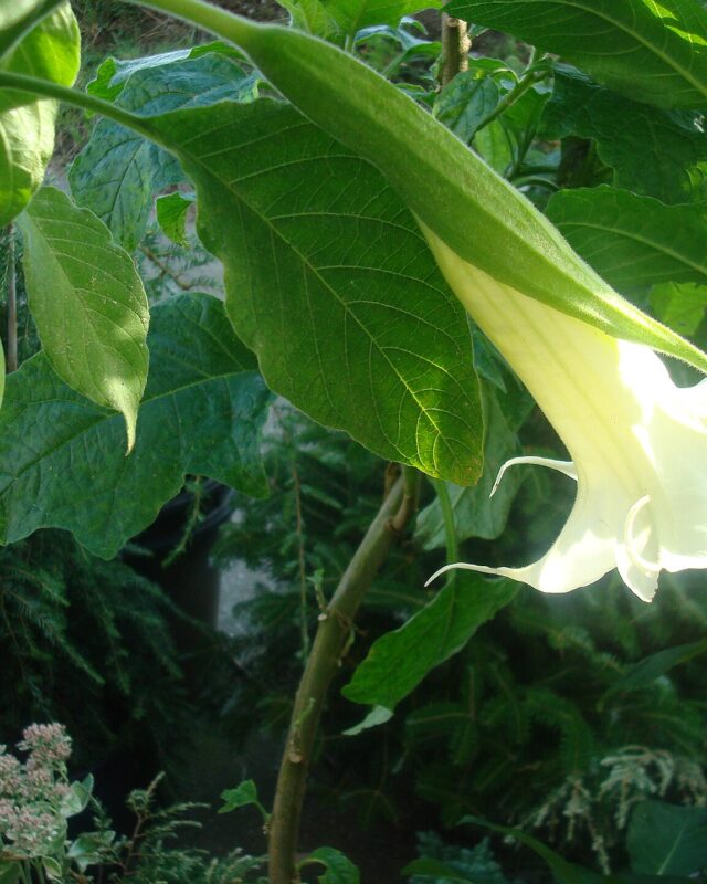 Angel’s Trumpet