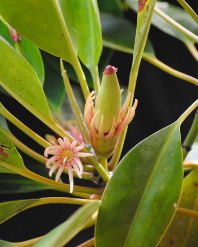 Upriver Orange Mangrove